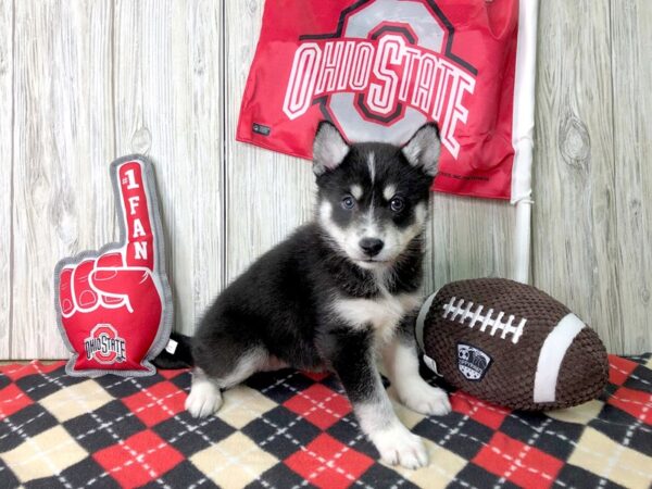 Pomsky-DOG-Female-BLK WHT-2584-Petland Hilliard, Ohio