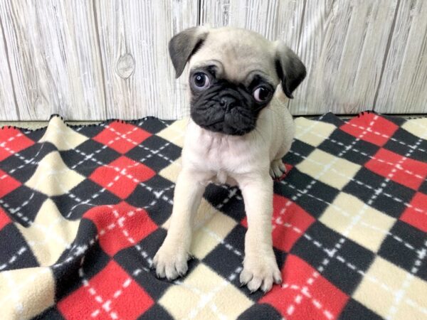 Pug-DOG-Male--2586-Petland Hilliard, Ohio