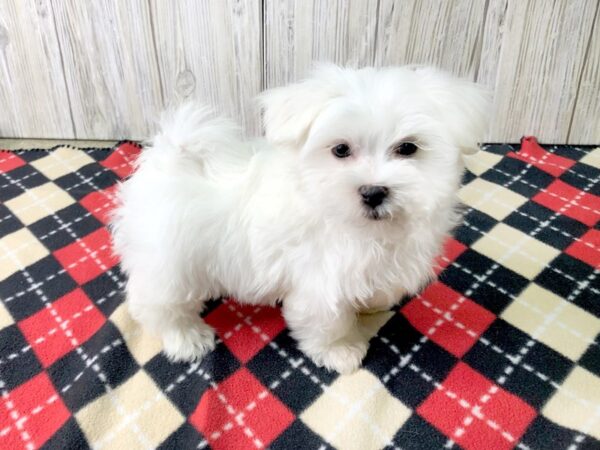 Maltese DOG Male 2587 Petland Hilliard, Ohio