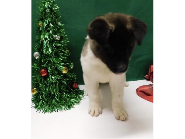 Akita-DOG-Female-Fawn, Black Overlay-2601-Petland Hilliard, Ohio