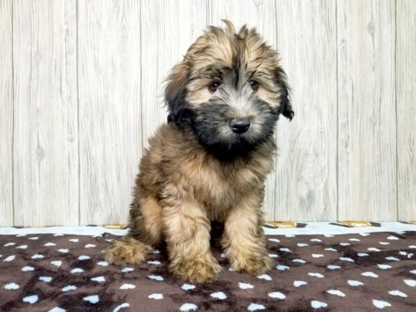 Soft Coated Wheaten Terrier-DOG-Female-Wheaten-2594-Petland Hilliard, Ohio