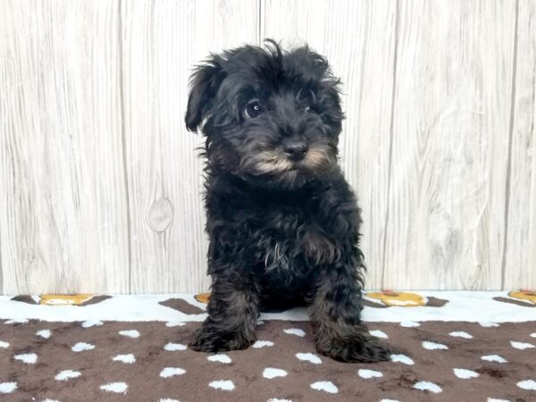 Yorkie Poo-DOG-Male-BLK TAN-2593-Petland Hilliard, Ohio