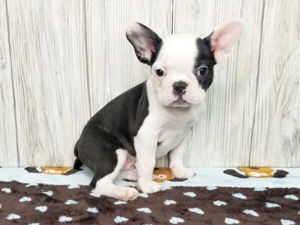 Frenchton-DOG-Male-BRINDLE WHITE-2592-Petland Hilliard, Ohio