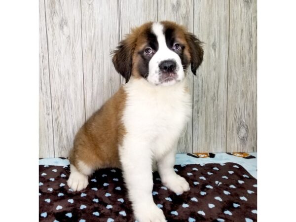 Saint Bernard DOG Male Sable & White 2591 Petland Hilliard, Ohio