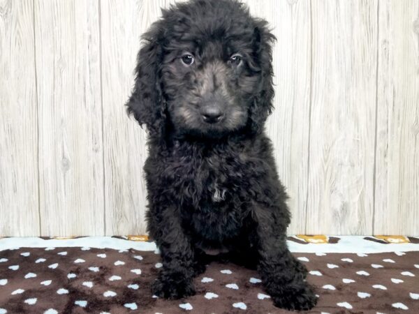 Goldendoodle (Golden Retriever/Poodle-DOG-Female-black-2600-Petland Hilliard, Ohio