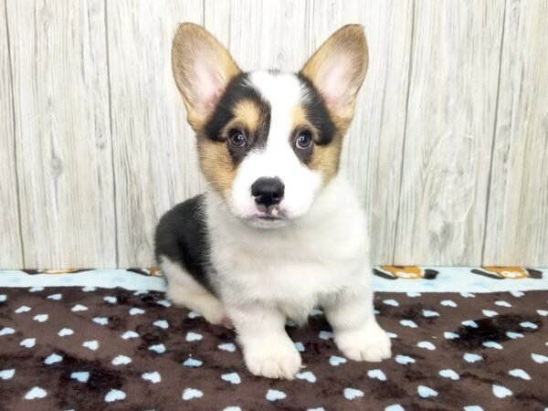 Pembroke Welsh Corgi-DOG-Male-blk wh & tn-2599-Petland Hilliard, Ohio