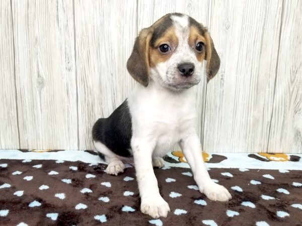 Boggle DOG Male Black, White & Tan 2619 Petland Hilliard, Ohio