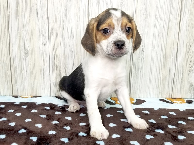 Boggle Puppy Black, White & Tan ID:2619 Located at Petland Hilliard, Ohio
