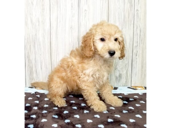 Goldendoodle Mini-DOG-Female-Red-2597-Petland Hilliard, Ohio