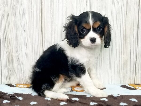 Cavalier King Charles Spaniel DOG Female Black White / Tan 2596 Petland Hilliard, Ohio