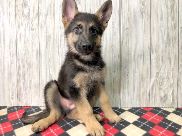 German Shepherd DOG Female 2608 Petland Hilliard, Ohio