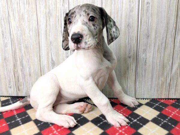 Great Dane-DOG-Female--2610-Petland Hilliard, Ohio