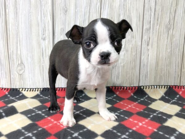 Boston Terrier-DOG-Male--2606-Petland Hilliard, Ohio