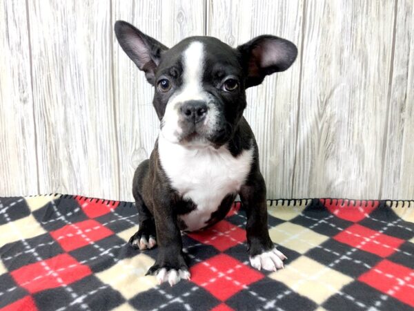 Boston Terrier-DOG-Male--2603-Petland Hilliard, Ohio