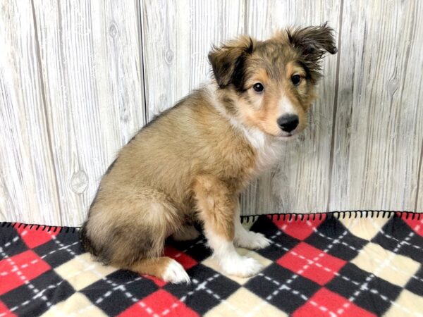 Shetland Sheepdog DOG Female 2611 Petland Hilliard, Ohio