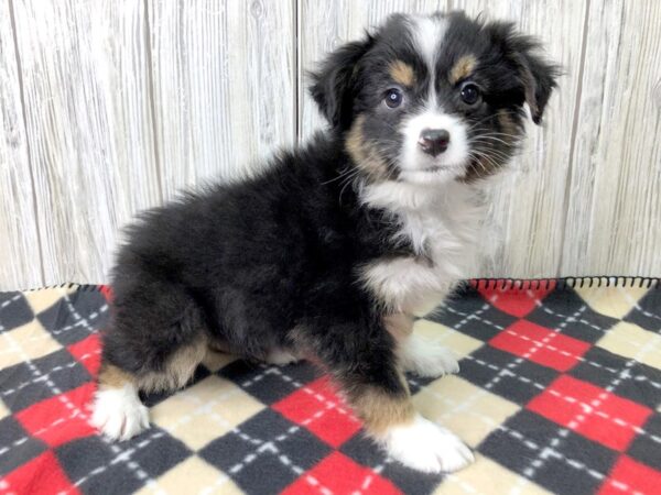 Mini Australian Shepherd-DOG-Male--2604-Petland Hilliard, Ohio