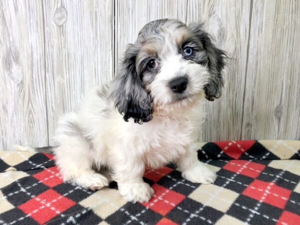 Cockachon-DOG-Male--2615-Petland Hilliard, Ohio