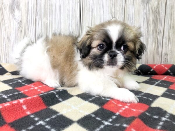 Pekingese-DOG-Male--2616-Petland Hilliard, Ohio