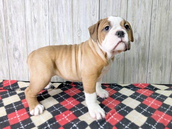 Old English Bulldog-DOG-Female--2612-Petland Hilliard, Ohio