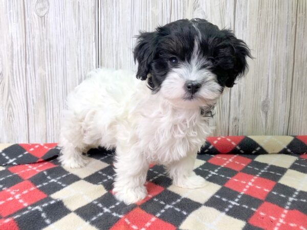 Havapoo-DOG-Female--2614-Petland Hilliard, Ohio