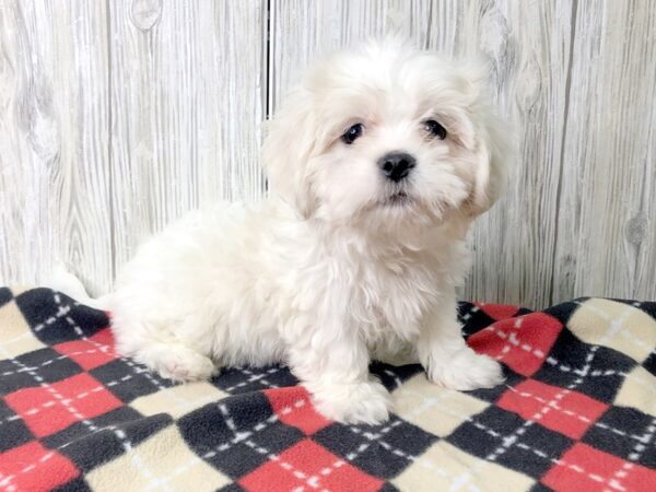 Teddy Bear-DOG-Male--2620-Petland Hilliard, Ohio