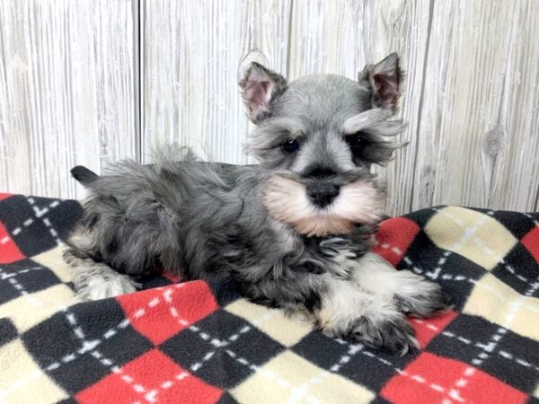 Mini Schnauzer-DOG-Male--2621-Petland Hilliard, Ohio