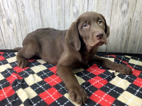 Labrador Retriever-DOG-Female--2622-Petland Hilliard, Ohio