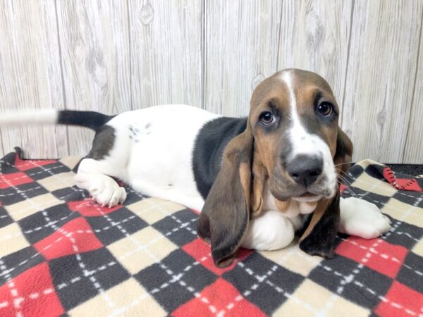 Basset Hound-DOG-Male--2617-Petland Hilliard, Ohio