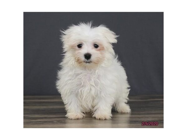 Maltese DOG Male White 2627 Petland Hilliard, Ohio