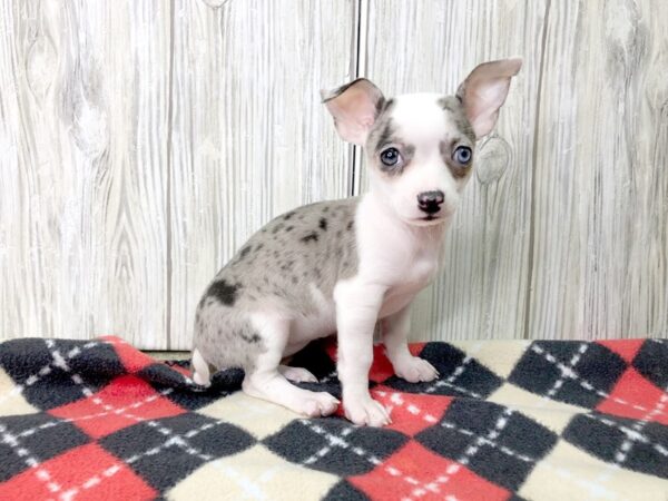 Chihuahua-DOG-Female-Blue Merle / White-2629-Petland Hilliard, Ohio