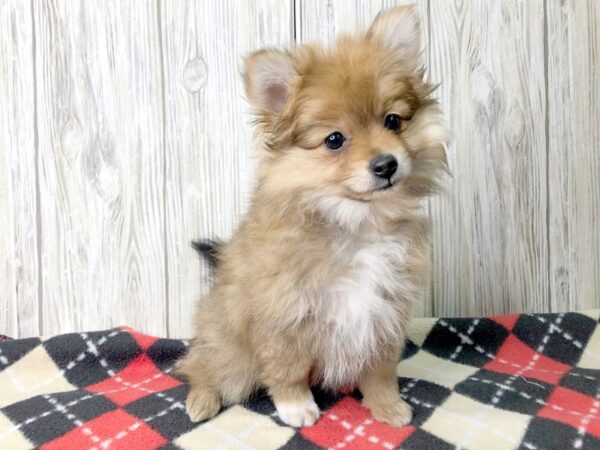 Pomeranian-DOG-Female--2628-Petland Hilliard, Ohio