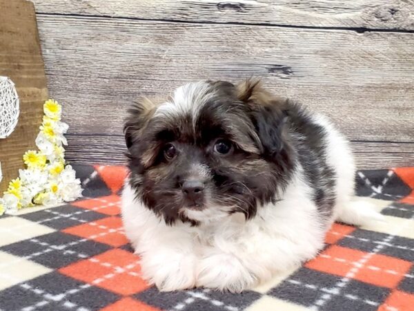 Shih Tzu/ Pomeranian-DOG-Male-Brown & White-2680-Petland Hilliard, Ohio