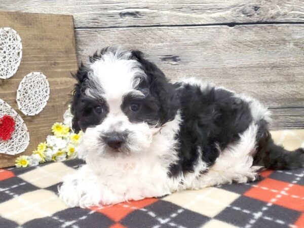 Cavashih-DOG-Male-Black & White-2679-Petland Hilliard, Ohio