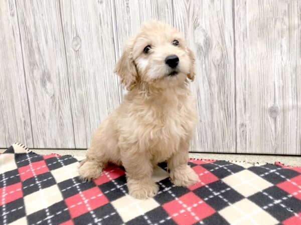 Mini Goldendoodle-DOG-Female--2632-Petland Hilliard, Ohio