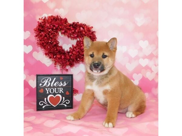 Shiba Inu-DOG-Female-Red Sesame-2636-Petland Hilliard, Ohio