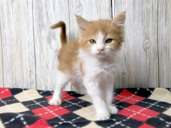 Maine Coon-CAT-Male--2637-Petland Hilliard, Ohio