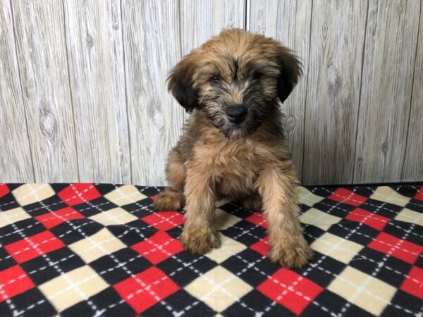 Soft-Coated Wheaten-DOG-Male-Wheaten-2638-Petland Hilliard, Ohio