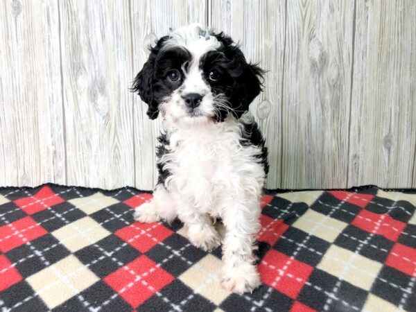 Cavapoo-DOG-Male-Black / White-2644-Petland Hilliard, Ohio