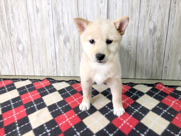 Shiba Inu-DOG-Female-Cream-2640-Petland Hilliard, Ohio