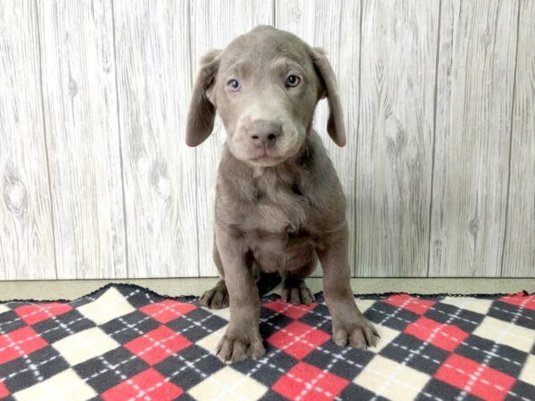 Labrador Retriever-DOG-Male-Silver-2639-Petland Hilliard, Ohio