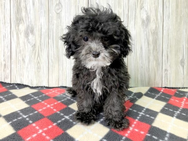 Poodle Toy-DOG-Female-Black-2650-Petland Hilliard, Ohio