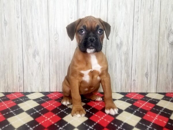 Boxer-DOG-Female-Fawn-2654-Petland Hilliard, Ohio