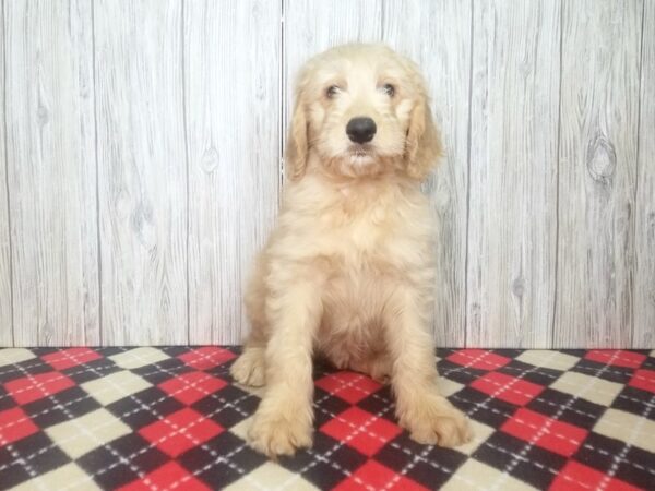 Goldendoodle-DOG-Male-Apricot-2652-Petland Hilliard, Ohio