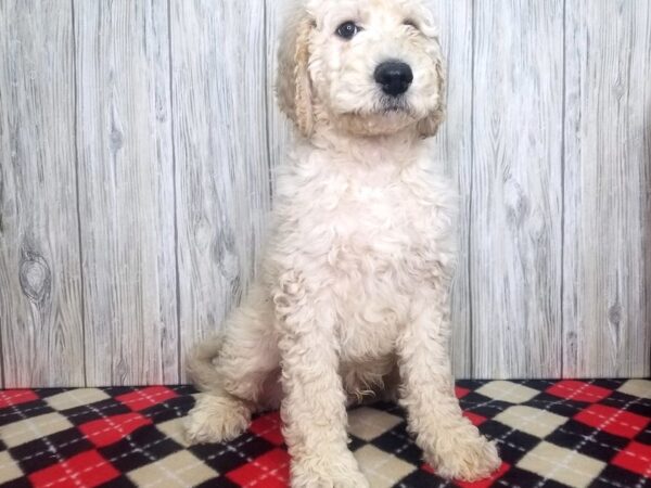 Goldendoodle-DOG-Male-Light Golden-2657-Petland Hilliard, Ohio