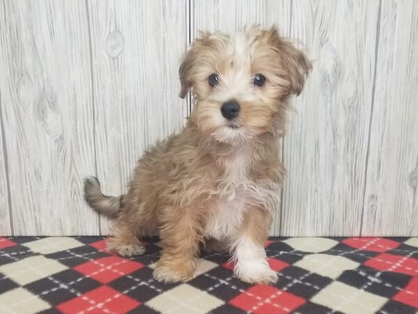 Morkie (Maltese/Yorkshire Terrier)-DOG-Female-Gold-2663-Petland Hilliard, Ohio