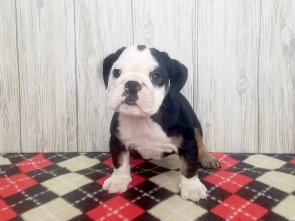 English Bulldog-DOG-Female-blk tn & wh-2661-Petland Hilliard, Ohio