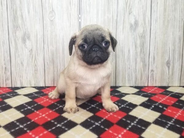 Pug-DOG-Female-FAWN-2660-Petland Hilliard, Ohio