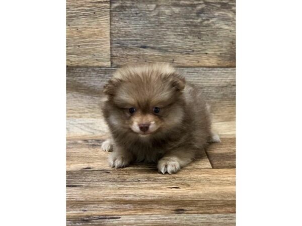 Pomeranian-DOG-Female-Chocolate Sable-2666-Petland Hilliard, Ohio