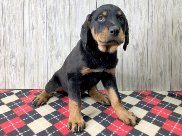 Rottweiler DOG Male 2664 Petland Hilliard, Ohio