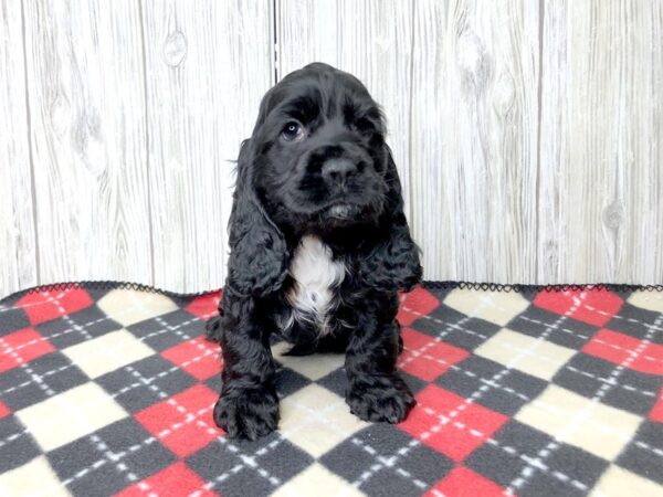 Cocker Spaniel DOG Male BLK 2675 Petland Hilliard, Ohio